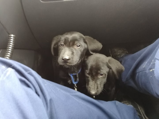 police_HU's tweet photo. Sajnos a gazdájuk elhunyt, de a dombóvári rendőrök gondoskodtak a két labrador kutyáról. A két hónapos kutyusok már biztonságban, a dombóvári Gyepmesteri Telepen várják új gazdájukat.  #adjesélyt #rendőrség https://t.co/emXIHImFav
