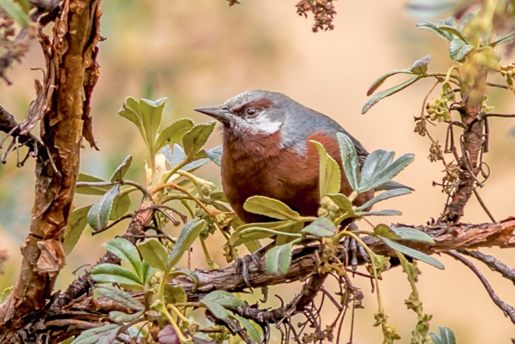 Our new 5-day ‘Birding the Andes, Colca Canyon &amp; the Pacific coast’ tour has 3 scheduled departures for 2020:
May 1st to 6th;
July 31st to August 6th;
November 27th to December 2nd.
bit.ly/2FlWICn Join us in Peru!
