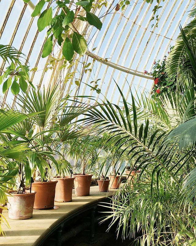 SmallAcornsBlog's tweet image. Finally made it to the Palm House...
.
.
.
.
.
.
.

#plantsofinstagram #plantpower #plantgang #plantsmakepeoplehappy #urbanjunglebloggers #bloomandgrow #aquietstyle #botanicalpickmeup ift.tt/2sPqj4j