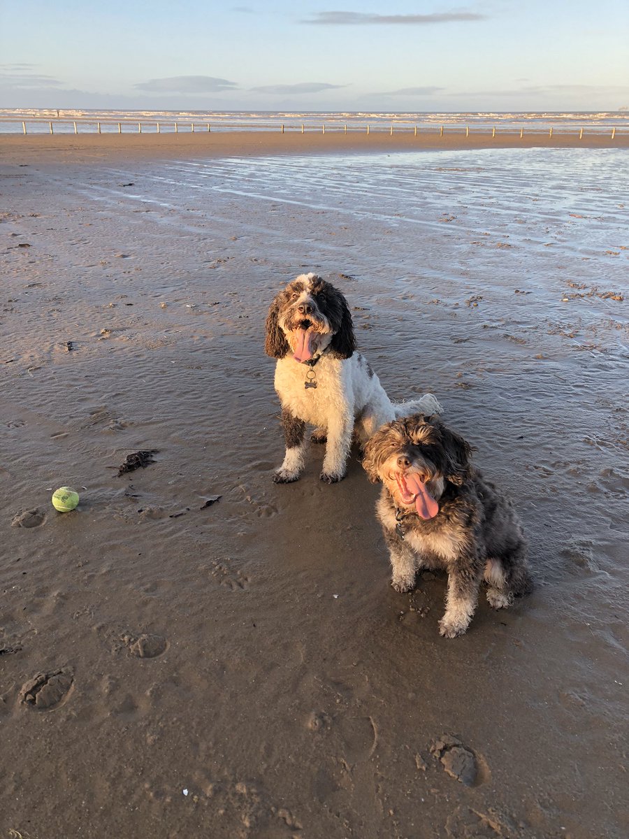 ReadingArchie's tweet image. Happy New Year! Looking forward to seeing all the children at @FrisInf very soon! @PetsAsTherapyUK