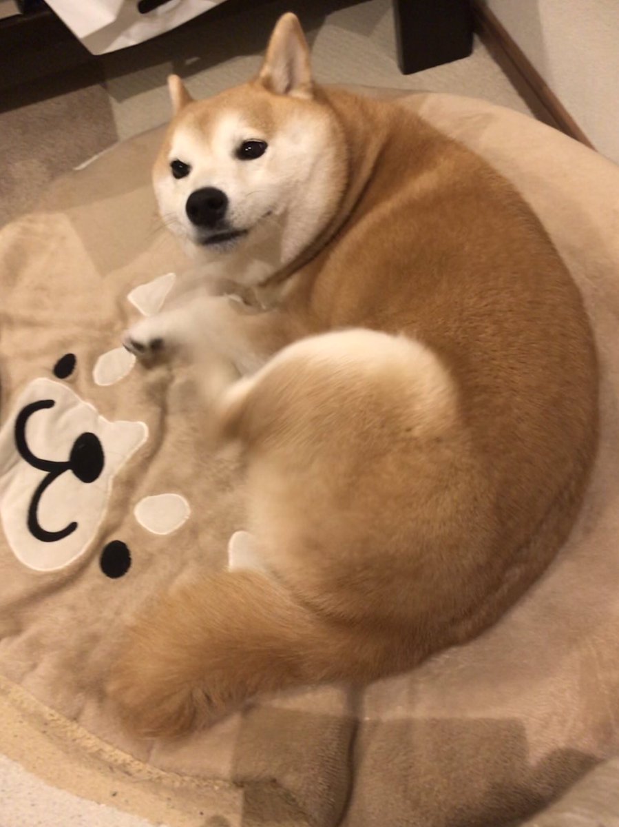 柴犬のモモ かきかきかきかきかきかき 柴犬 愛犬 犬 Shibainu Shibadog Cute Kawaii