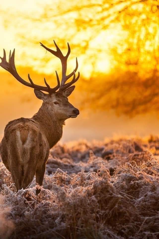 __shubhraj's tweet photo. Ohhh God..It's very painful... RIP all the innocent animals and all living things who lives in that forest... 😞😞 #AustraliaFires killed almost half billion of wild animals.
#AustralianFires  #AustraliaBurns #SaveAustralia  #savewild 
@Australia  @AustraliaZoo @RedCrossAU https://t.co/yzuz2GYj1I