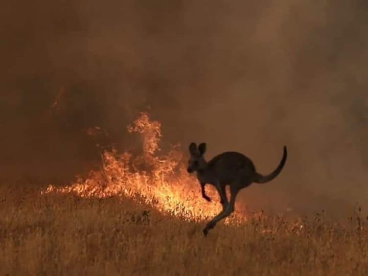 __shubhraj's tweet photo. Ohhh God..It's very painful... RIP all the innocent animals and all living things who lives in that forest... 😞😞 #AustraliaFires killed almost half billion of wild animals.
#AustralianFires  #AustraliaBurns #SaveAustralia  #savewild 
@Australia  @AustraliaZoo @RedCrossAU https://t.co/yzuz2GYj1I