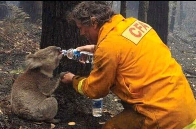 Ranim_Altakrity's tweet image. God Be with those animals
#australiafire #Environmentaldisasters #Naturaldisasters
#2020forestsfire