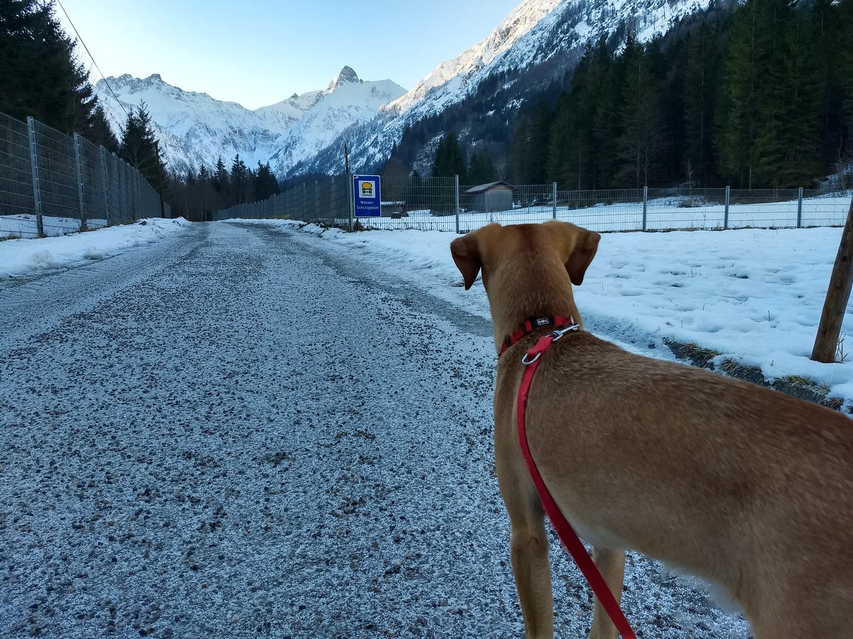 Buffmaster3's tweet image. Das ist also dieses Allgäu. Scheint als wäre hier ein LKW Puderzucker explodiert. Mehrfach!