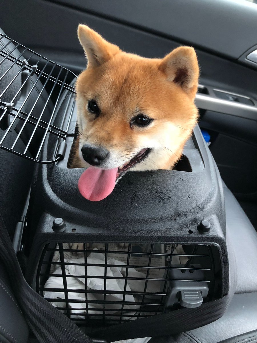 kohhe2563's tweet photo. 【拡散希望】⚠️
犬の名前はあずきです。
久留米市、八女在住の方できればRTしていただけると助かります。大事なこと書き忘れてましたが、紺ののリードが付いています😭
よろしくお願いします(T . T)
#久留米市
#八女市
#八女郡
#豆柴
#迷い犬 https://t.co/aUmvPh7oUK