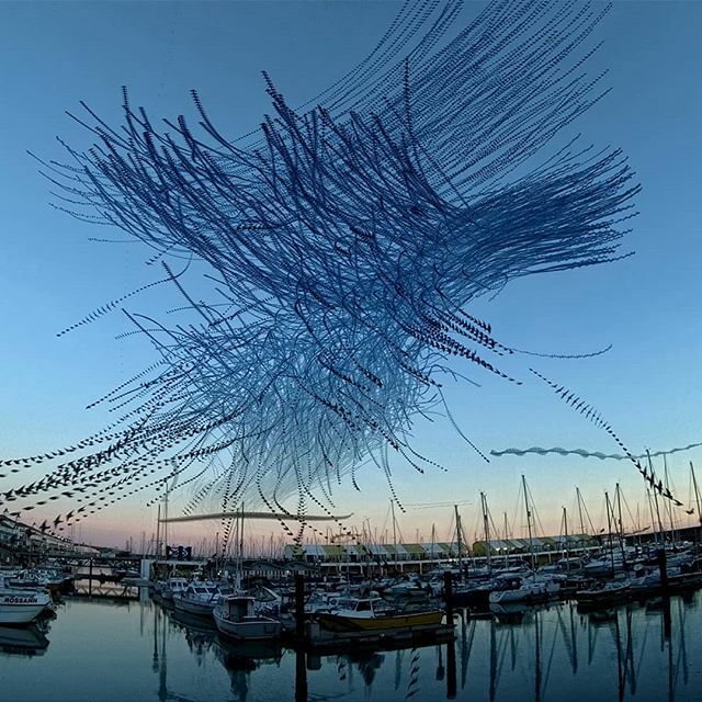 alexmayarts's tweet photo. Happy #NationalBirdDay! A digital #timelapse #murmuration of #starlings over #brightonmarina. #algorithmicphotography #nationalbirdday2020 https://t.co/2DAqSQbYOp