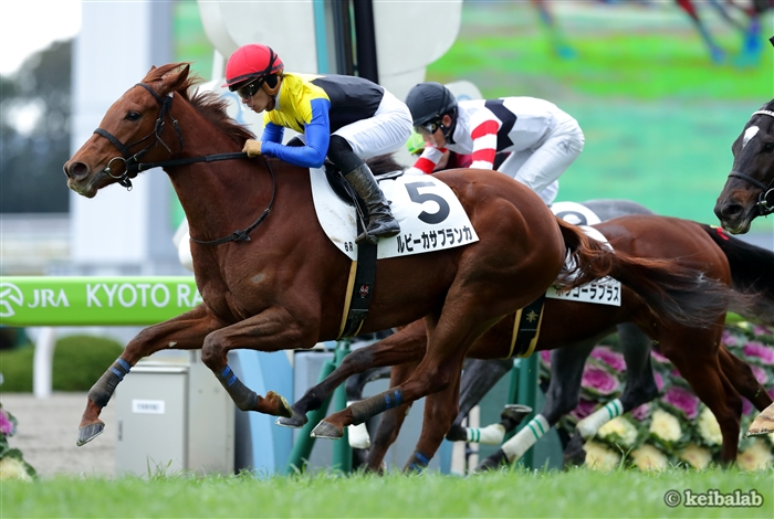 競馬ラボ 正月の淀に咲く一輪の花 1月5日京都6r新馬1着 ルビーカサブランカ Ruby Casablanca 牝3 栗東 須貝尚介厩舎 川田将雅騎手 父キングカメハメハ 母ムードインディゴ 母父ダンスインザダーク 競馬 Keiba ルビーカサブランカ T Co