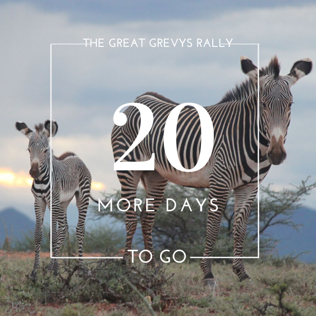 GrevysRally's tweet photo. 20 Days left. Have you signed up for the 2020 Great Grevy's Rally yet? Don't be left out of this life changing event! #ggr #greatgrevysrally2020 #grevyzebras https://t.co/LDPps6SZ4h