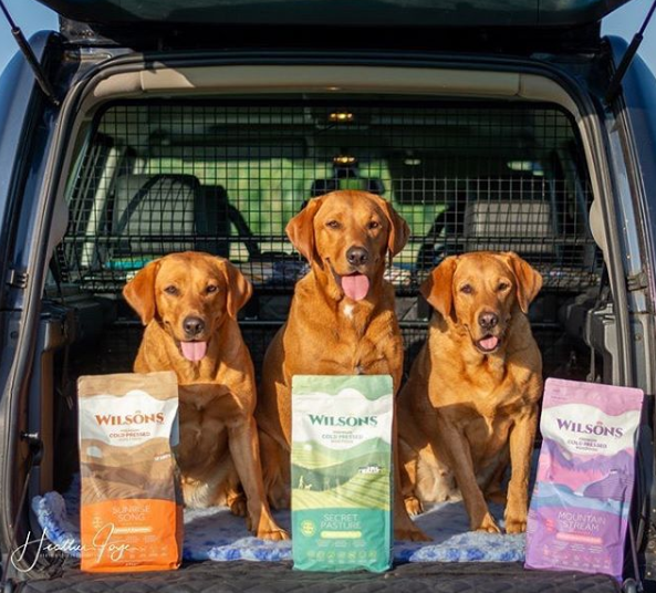 In our latest blog, Heather from <a href="/Lushlabs/">🧡Lushlabs🧡</a> explains why she is a firm member of the Wilsons Pet Food Breeders Club and why she's a huge fan of our delicious Cold Pressed dog food ow.ly/CSqu50xLVAQ
