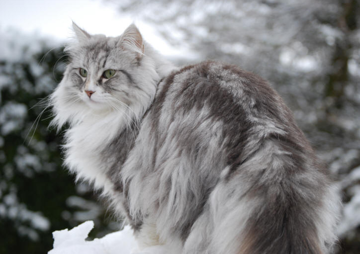 二度見するほど美しい生き物 ノルウェージャンフォレストキャット ノルウェー原産のネコ 北欧神話に登場したり 女神フレイアが車を引かせていた2匹の大きな猫が ノルウェージャンフォレストキャットだったなど 様々な伝説が語り継がれています