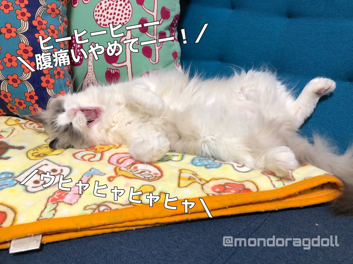 mondoragdoll's tweet photo. 猫、爆笑。 https://t.co/LZg7Ma0JMw