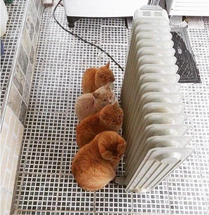 ロシアの冬は寒くて、猫がヒーターに集まってくるという画像が可愛いwww