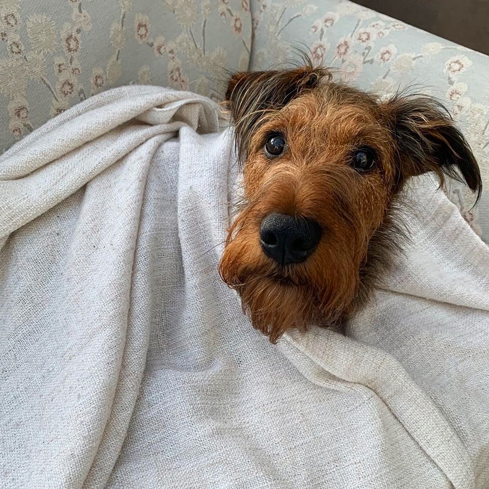 The gorgeous Mister Mac snuggled up with his blanket 🍀❤

#SundayMorning #sundayvibes #vanleeuwenirishterriers #vanleeuwenirishterriercommunity #irishterriers #dogsoftwitter #dogs #dogsofinstagram