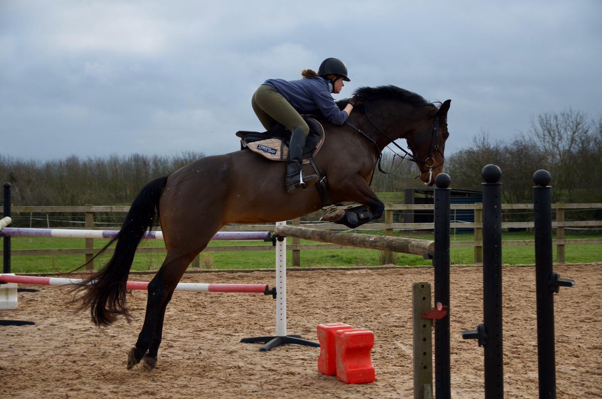 VetGoneEventing's tweet photo. Dressage pony loves to jump too! #ping 🙂 maybe we should go SJ too 🤔 #Andalucian #Yumove #ActiveJoint https://t.co/QHvqX0a0BI