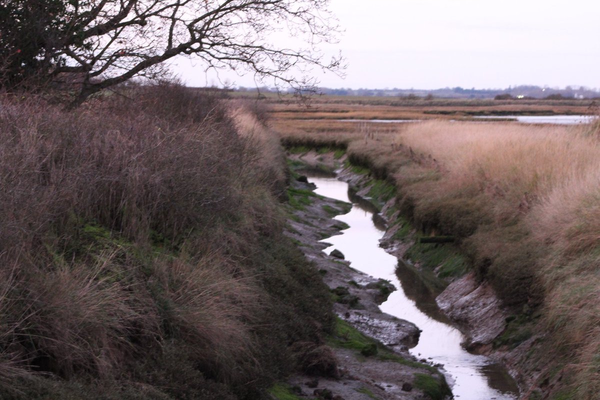 JennyHi63680960's tweet photo. I went for a walk around Kirby Backwaters yesterday and today little bit muddy but worth it and I’ll be back running on Monday #ThisGirlCanEssex #canonphotography #photoRTS https://t.co/MJbl2h2mAq