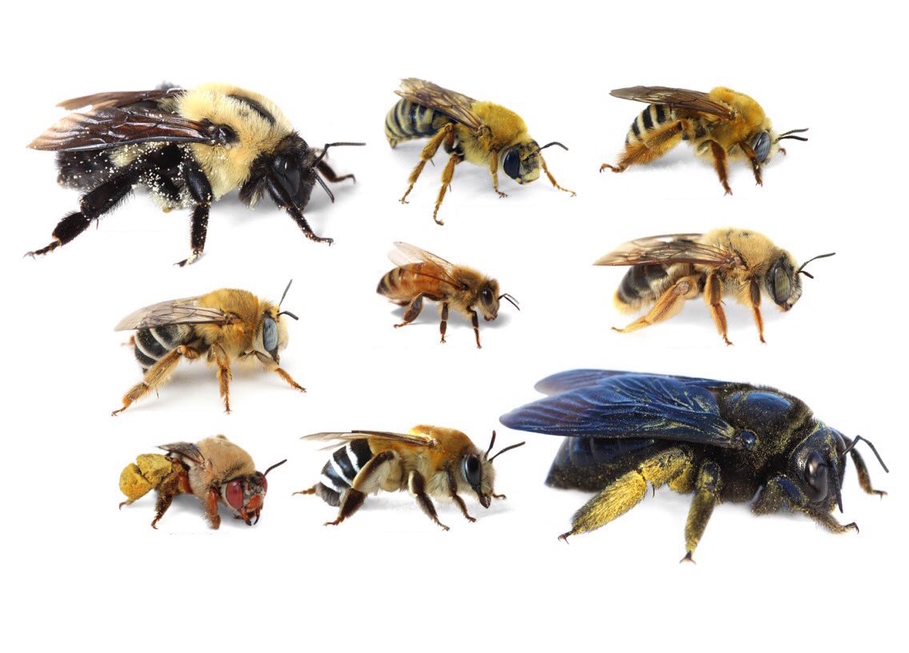 среднерусская медоносная пчела. виды пчел. тайская пчела. пчелиная матка карпатка. серая горная кавказская порода пчел.