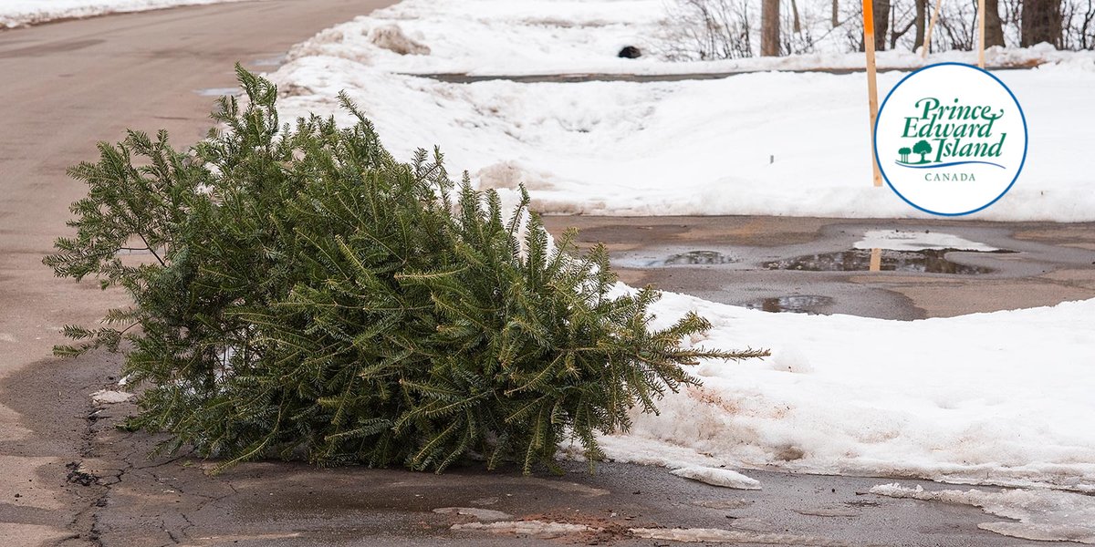InfoPEI's tweet photo. Reminder - IWMC PEI Christmas tree pick up begins tomorrow. Trees must be curbside by 7 a.m. on Monday, January 6.
Pick up will take about a week, and will not necessarily be on your regular collection day. https://t.co/PiJQrWqllP