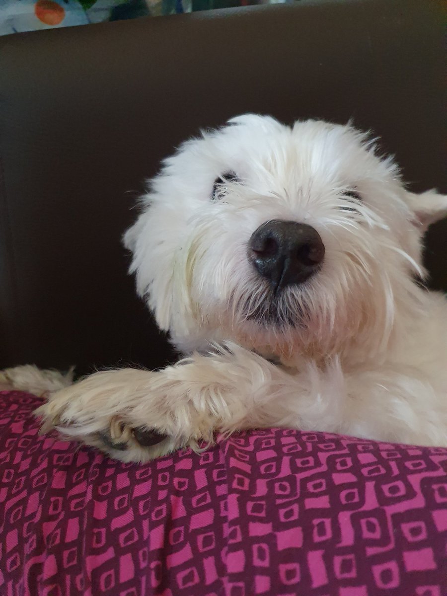 ArchyBarkalot and Popsiepants ZS Sergents tweet media