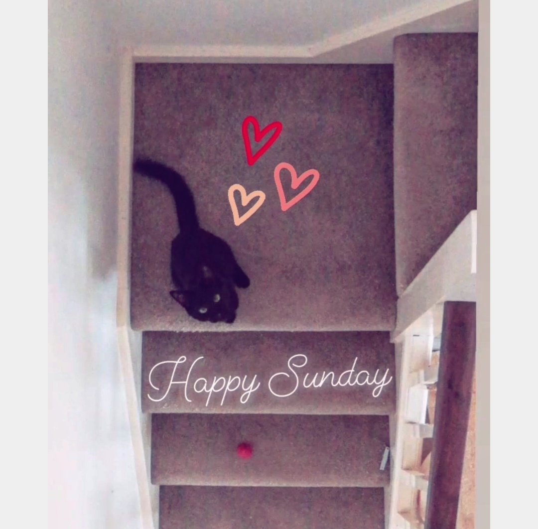 Abbey_A10's tweet photo. #BlackCat Sundays 🖤 https://t.co/FiT8cmLxnU