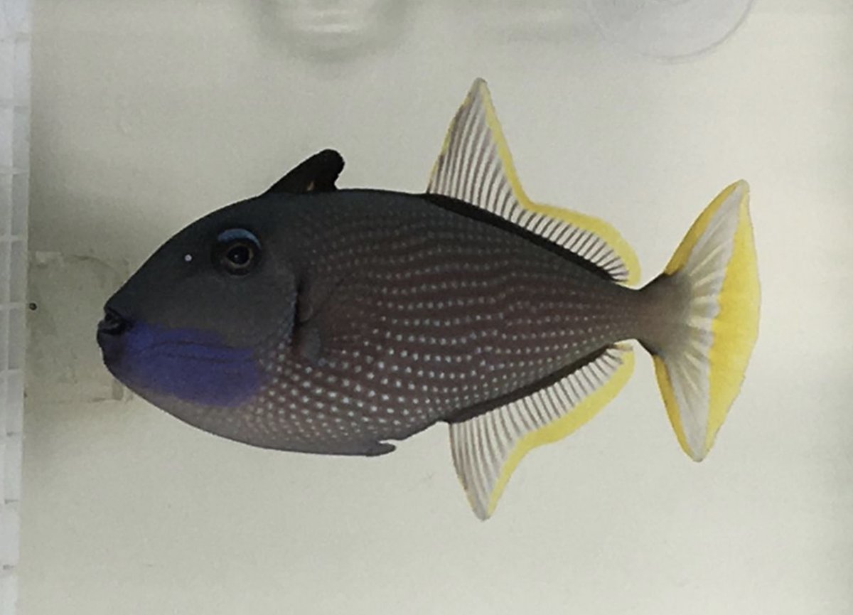 mwestneat's tweet image. If you really want to see some nice reef fish #morphometrics and #biomechanics, go hear Andrew George @abgfish at 10:30 in Lone Star E. Swimming Performance Informs Patterns of Evolutionary Ecomorphology Among Triggerfishes and Filefishes (Superfamily: Balistoidea) #SICB2020