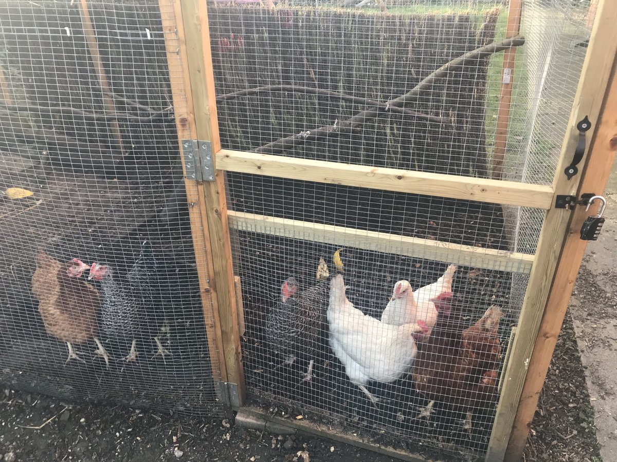 Sunday morning duties of coop and hutch cleaning and mild enough to sit outside with a coffee