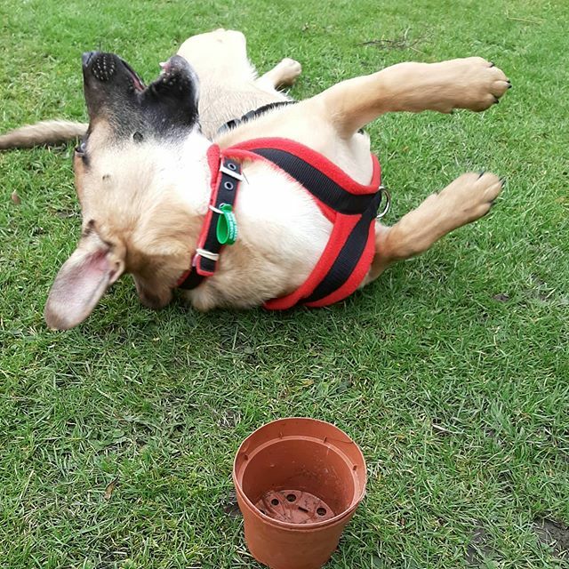 jpmoseley's tweet photo. A plant pot can provide endless opportunities for fun when you are a puppy! Its Allegra's third day with us and she is already getting the gardening bug.......for digging up my plants!

@jerrygreendogs #puppiesofinstagram #puppylove #puppy #dogsofinstagr… https://t.co/VgJGKtXCjm https://t.co/DEefrcV8VJ