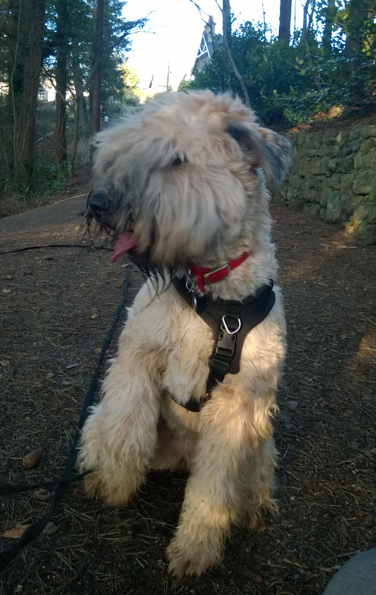 Dog Days Dog Walking Services. Est. 2008. tweet media