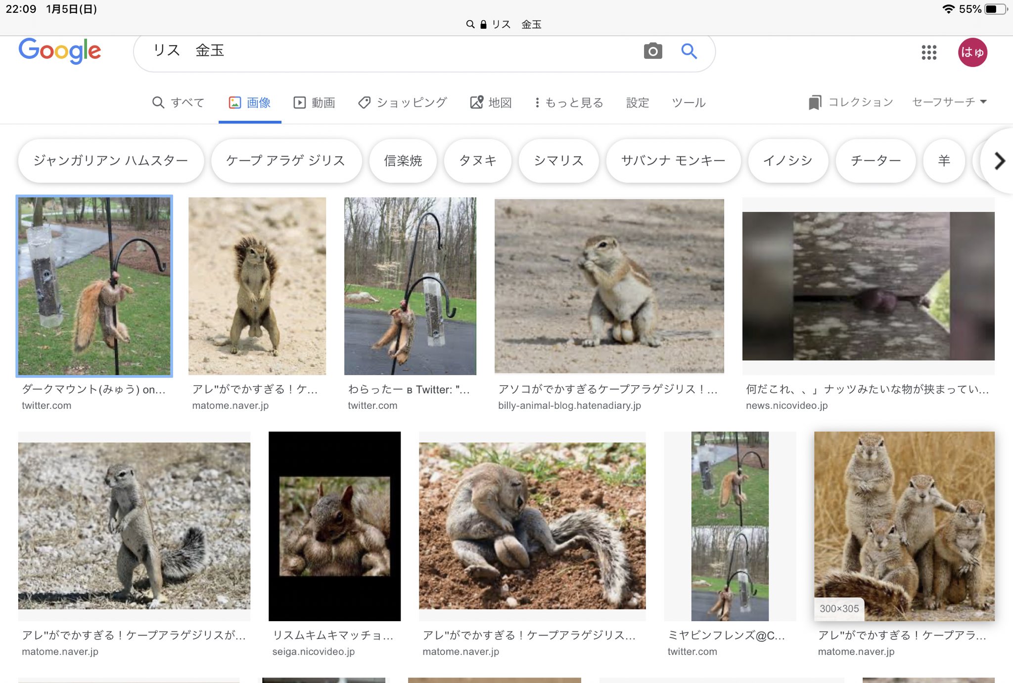 70以上 ケープアラゲジリス 金玉 最もダウンロードされたhd壁紙画像のコレクション