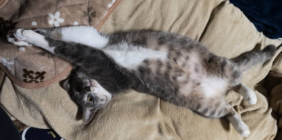 ねこかます モナさん 受け継がれる珍妙と頂きました