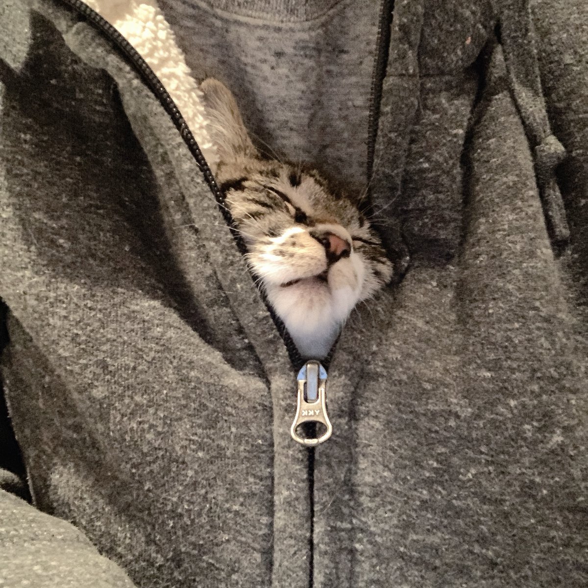 子猫がパーカーの胸元に入りたがるので入れてやると最終的にこうなる 沼ですかw しあわせすぎでしょ Togetter 子猫がパーカーの胸元に入りたがるので入れてやると最終的にこうなる 沼ですかw しあわせすぎでしょ Togetter