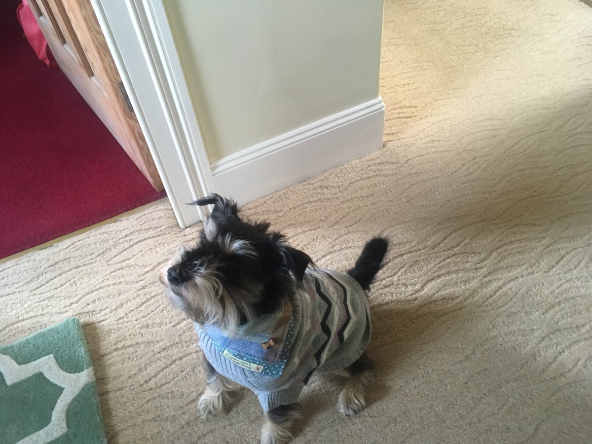 HappyTailsWalk's tweet photo. Me modelling my new coat.  Mum got it in @marksandspencer for me.  Luv it💕🐾 https://t.co/ZciXrIPd2X