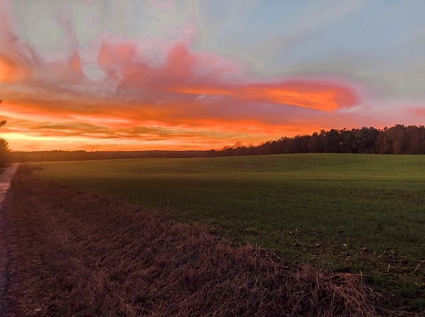 AlfaFarmers's tweet photo. Winter wheat — It's planted in late fall, goes dormant in winter till the soil warms up and is ready to be harvested in late spring. 

That allows farmers to double-crop — or get two crops out of one field.

Credit: W &amp; C Farms https://t.co/RJpZcHYX1U
