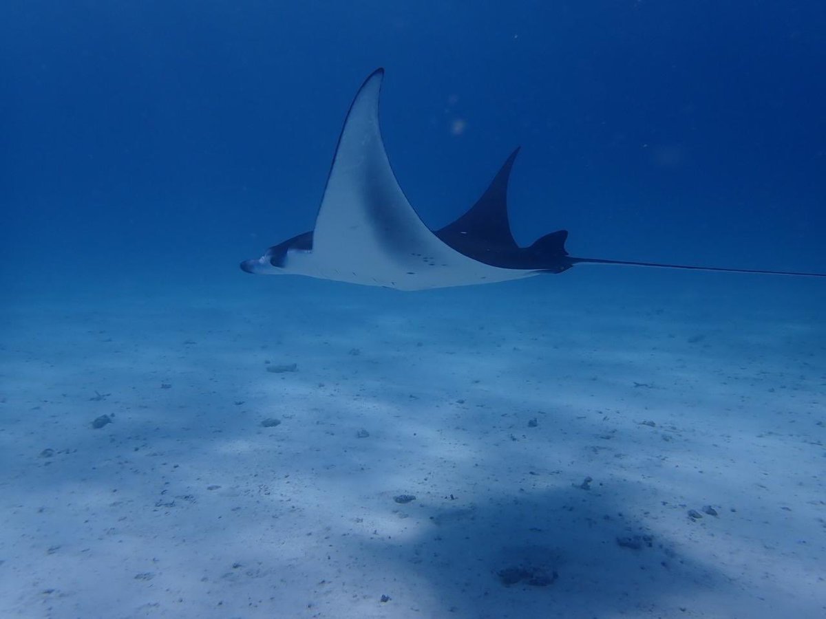 Manta rays spotted on way to our 1st reef survey site off Dhigurah!! Simply beautiful. Day 2 <a href="/GeosciencesEd/">School of GeoSciences @ University of Edinburgh</a> Marine Systems &amp; Policies #MSc tropical field course <a href="/mwsrp/">Whale Shark Research</a> <a href="/shennige/">Sebastian Hennige</a> <a href="/changing_oceans/">Changing Oceans Edinburgh</a>
