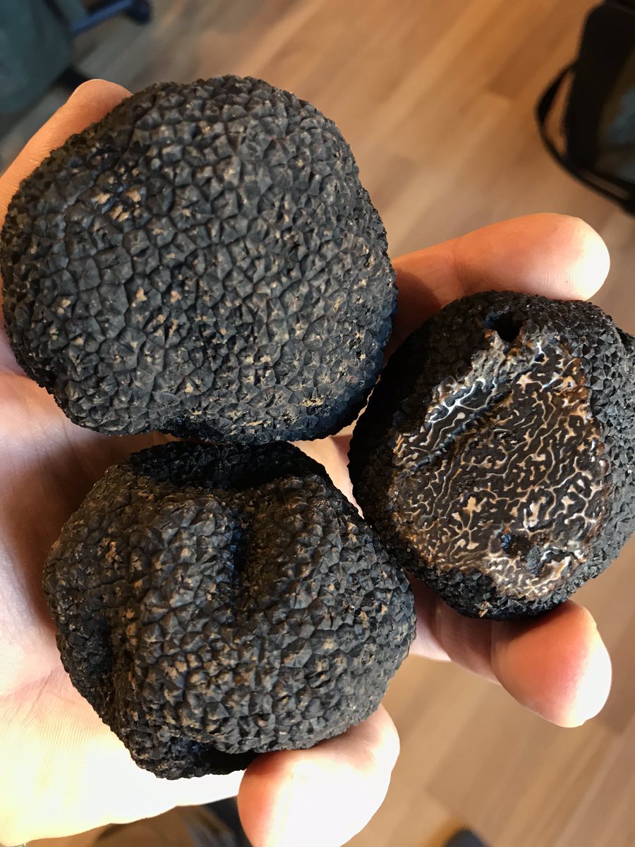 FNivet's tweet photo. Enfin quelques belles truffes mûres, comme chaque année elles arrivent après les fêtes! https://t.co/uytH9caxAV