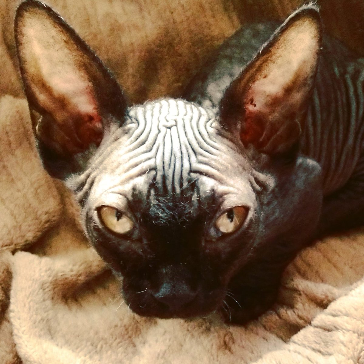 Gonna rest this afternoon hooman best not wake me up. #CatsOfTwitter #sphynxcats #resting #bambinosphynx #harrypotter #wrincleface #dogeater
