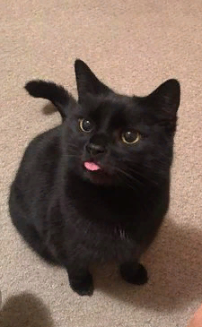 marillion13's tweet photo. #MiniPanther #Panfur #NoBadLuck - Gizzy, Thori, now angel Sisi & me love #BlackCats!!!
π½π½π½πππ https://t.co/No8u3DNB0L