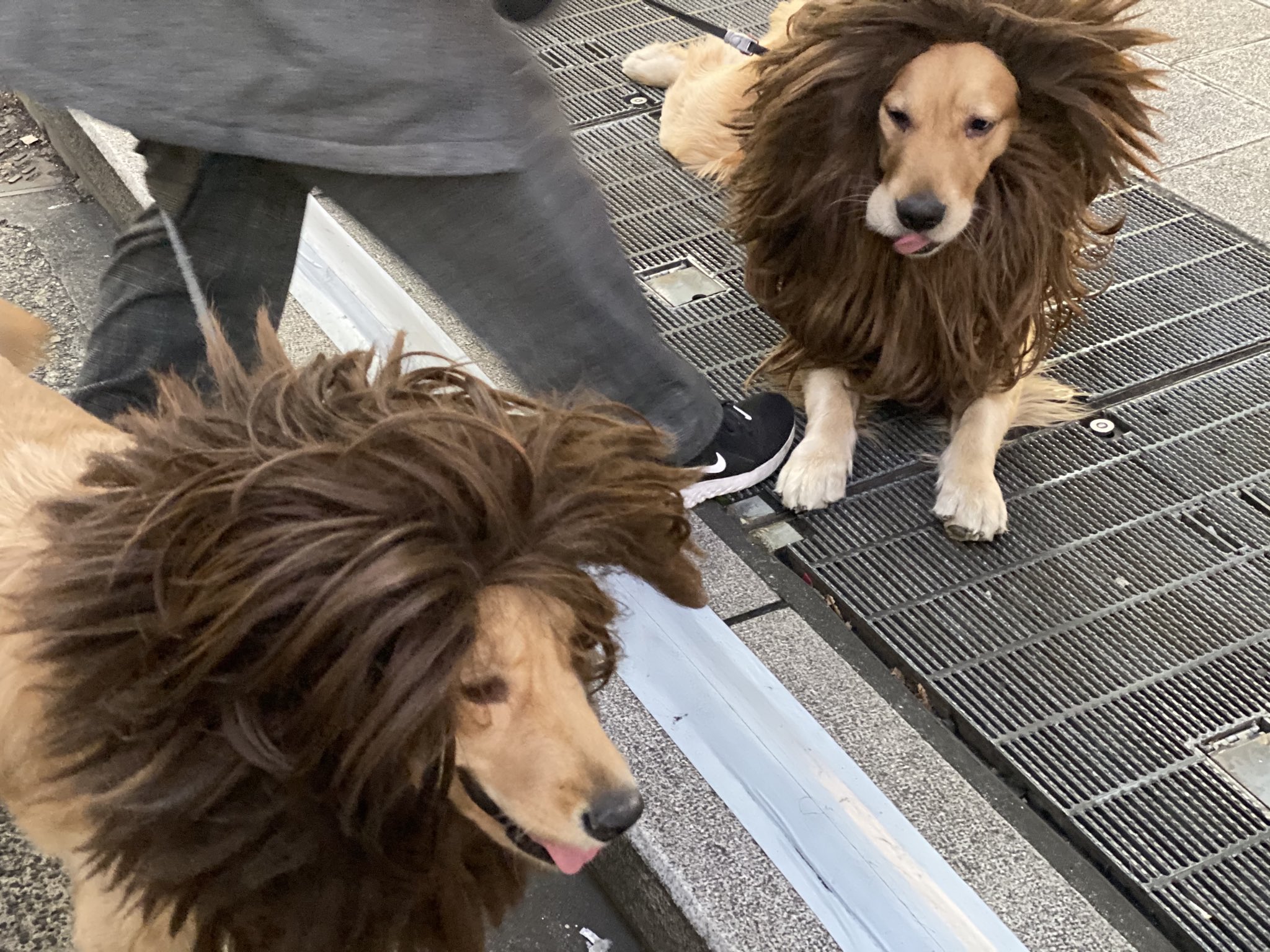 原研哉 銀座で見かけた犬ライオン なるほど 犬たちの表情が笑えた T Co Bvygczfzxd Twitter