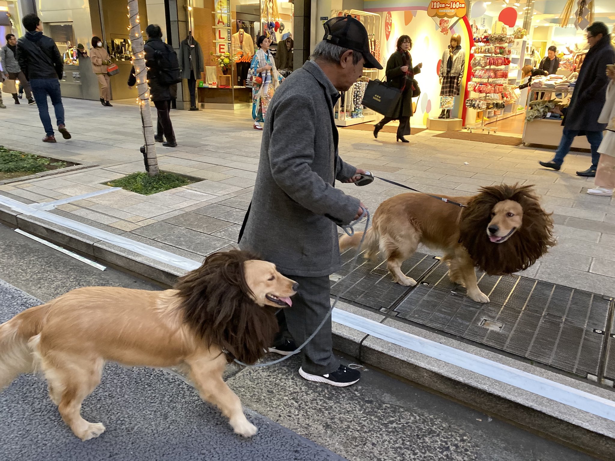 原研哉 銀座で見かけた犬ライオン なるほど 犬たちの表情が笑えた T Co Bvygczfzxd Twitter 原研哉 銀座で見かけた犬ライオン なるほど 犬たちの表情が笑えた T Co Bvygczfzxd Twitter