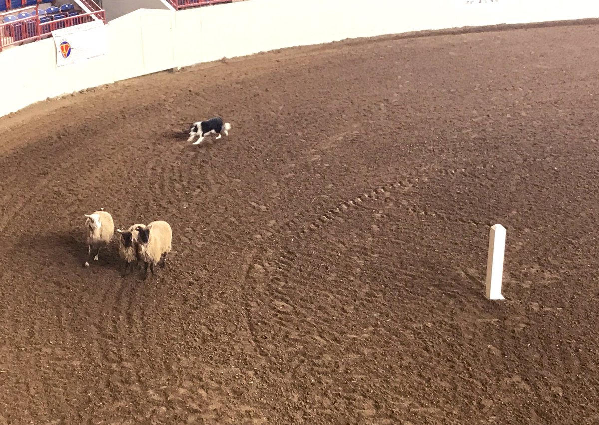 pcntv's tweet photo. We’re taking your questions on LIVE TV! 

Ask us your #FarmShow2020 Sheep Herding questions, and they may be answered during our live coverage from 9:30-11:30 AM. https://t.co/ZYYemA2yKN
