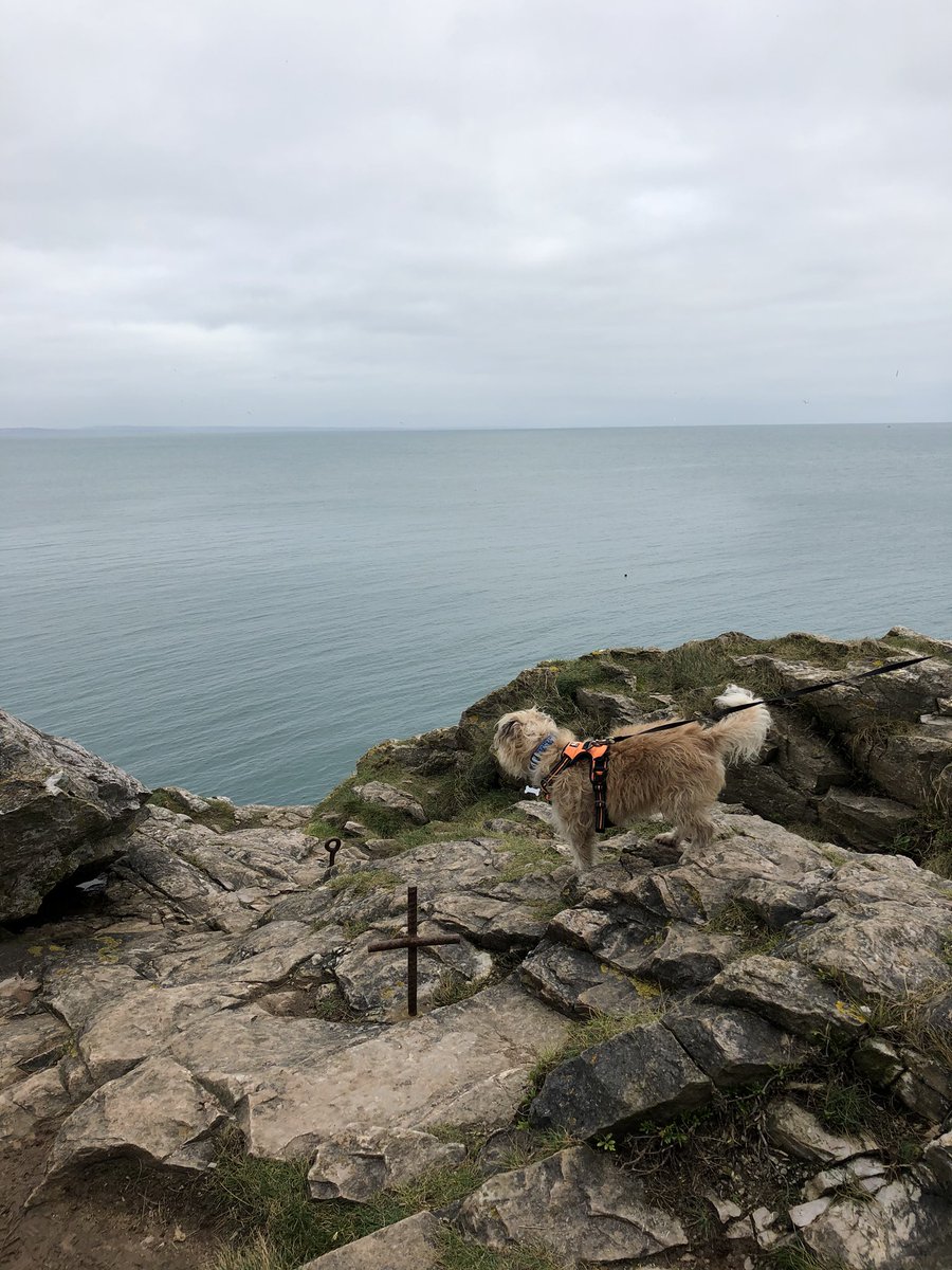 Bit of rock climbing today ..with ma safety harness attached ..😬 #rockstar <a href="/BTposse/">Border Terrier Posse</a> @Rufus_The_Red