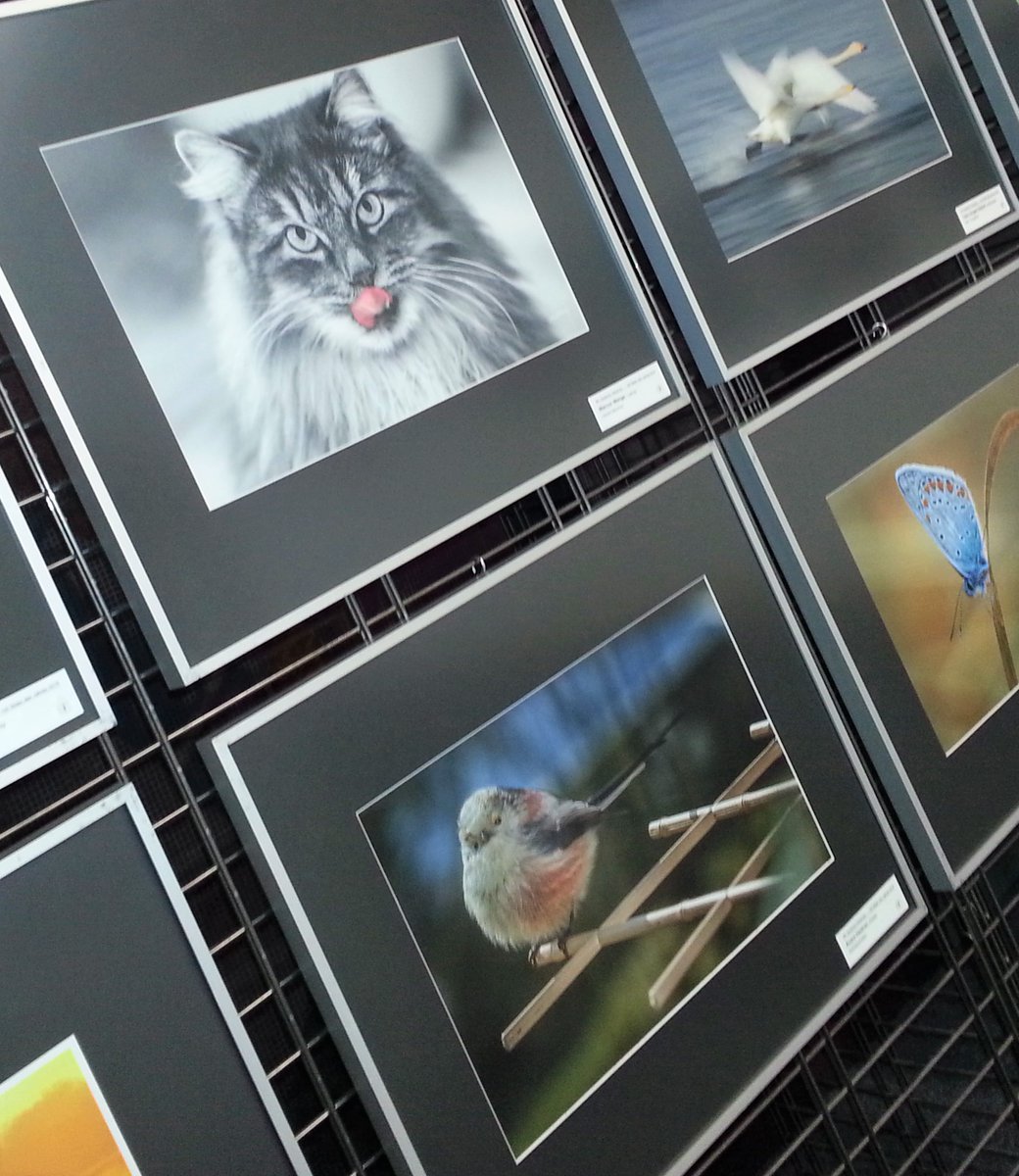 Morgen am #Dreikönigstag geöffnet: 125 Bilder des Jahres 2018 und das Museum: ifm-wolfen.de/de/homepage/10…

#KulturAbi #Bitterfeld #Wolfen #MDV #ORWO #Agfa #Ausstellung #Fotografie #Katze