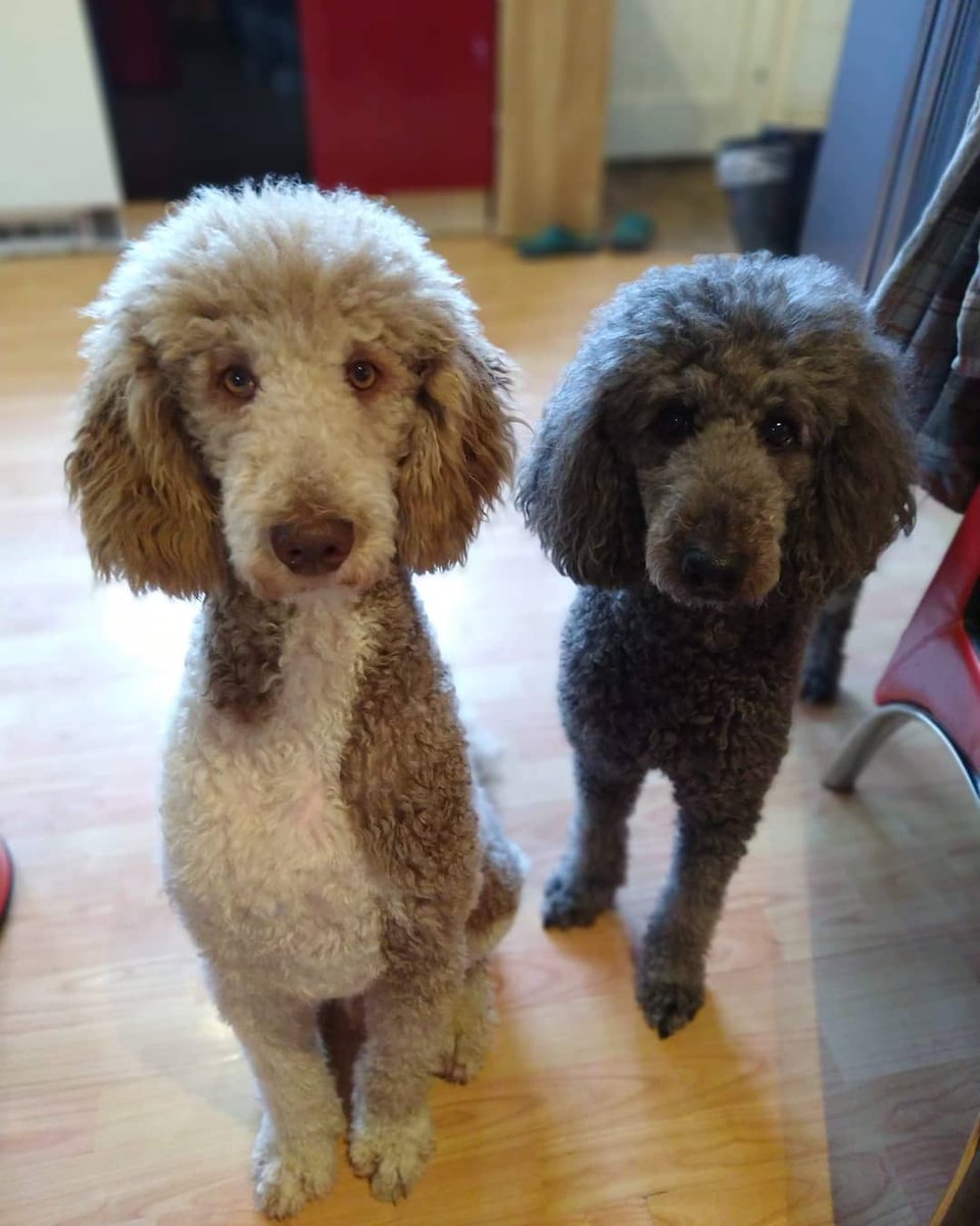 Idealisticsband's tweet photo. I love my dogs https://t.co/a2eyoThC4D
