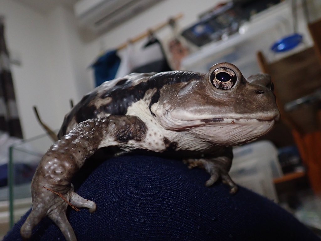 ট ইট র 蟇丸 カエル 蛙 𓆏 ヒキガエル アズマヒキガエル ナガレヒキガエル サツマヒキガエル ニホンヒキガエル 東との交雑の可能性あり ミヤコヒキガエル リプ欄にも