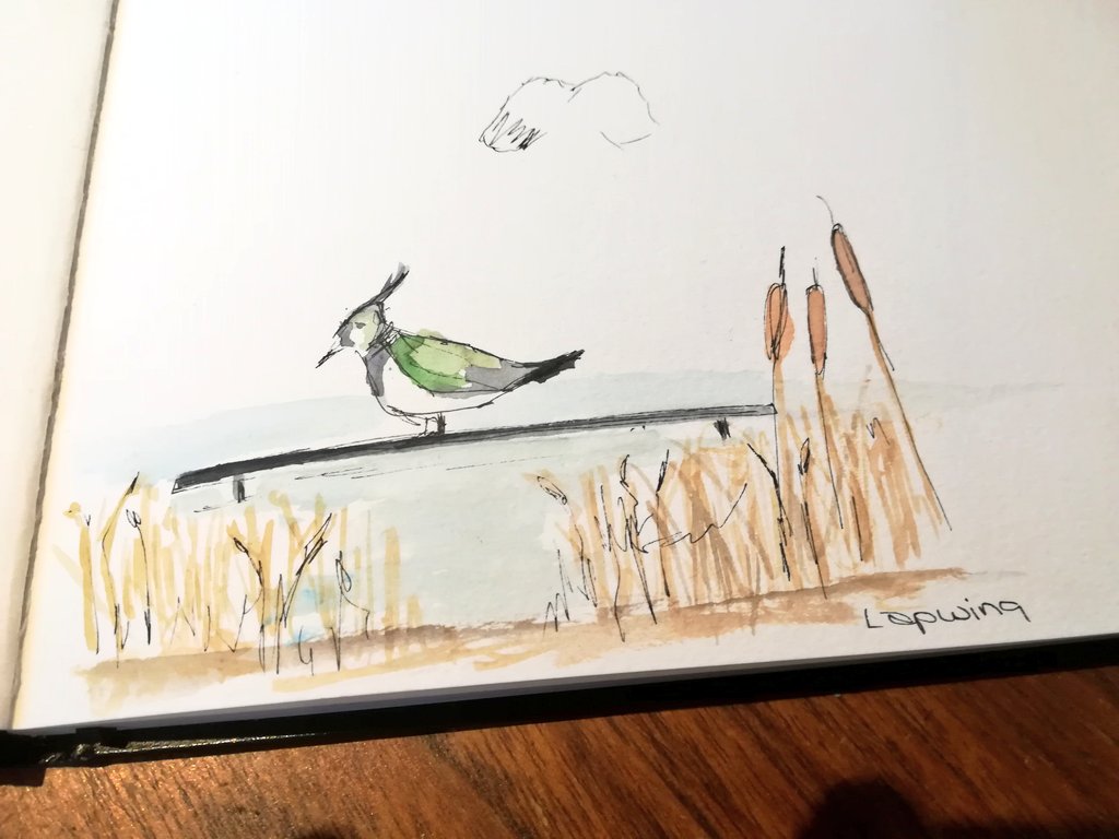 More quick sketches from yesterday's #momentsketchers trip. The birds listed at the bottom were spotted by my 'reluctant' birder middle child, she identified them all, I hope that knowledge stays with her. #naturejournal #greensketching #getoutside #natureconnection
