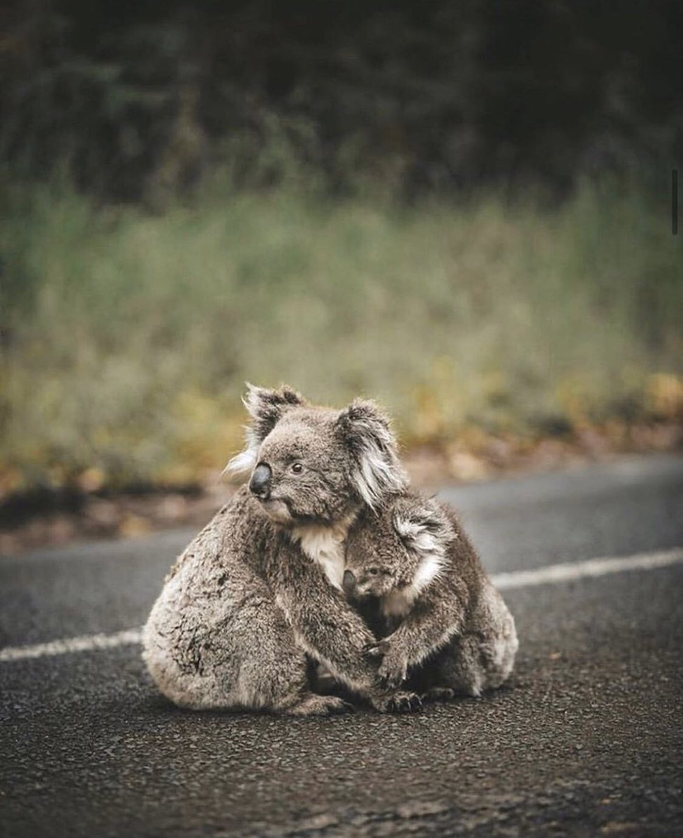 It’s devastating to see the #bushfires still burning in #australia! If you want to help here are a few orgs that you can donate to-
Firefighters: <a href="/NSWRFS/">NSW RFS</a> <a href="/cfavic/">CFA Vic RSS Feed</a> Support families: <a href="/RedCrossAU/">Australian Red Cross</a> Wildlife: @WIRES_NSW <a href="/DeepPeaceTrust/">Deep Peace Trust</a> 

#AustraliaBurns #AustralianWildFires 
#bushfires