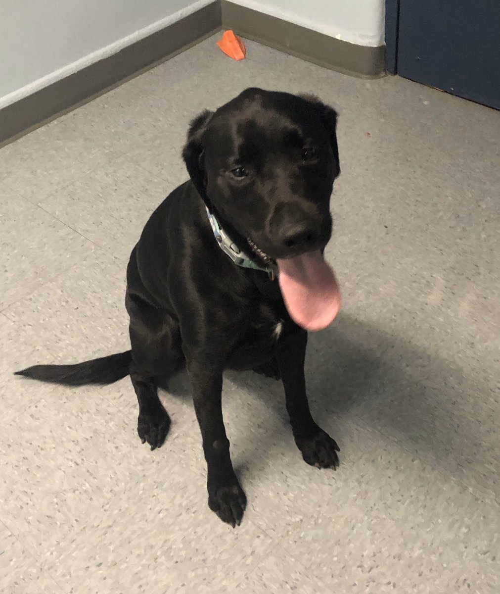 This guy has lost his owner 😞. He was found in the area of Washington Ave. &amp; Treaty Elms Ln.  Please call us <a href="/856/">856</a>-429-3000 if you know where he belongs or know the owner.  Thanks.