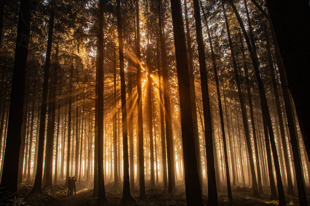 lukasboesch's tweet photo. Enjoying a few Sun Rays: In this dark and misty Times https://t.co/XG8r8qaZuI