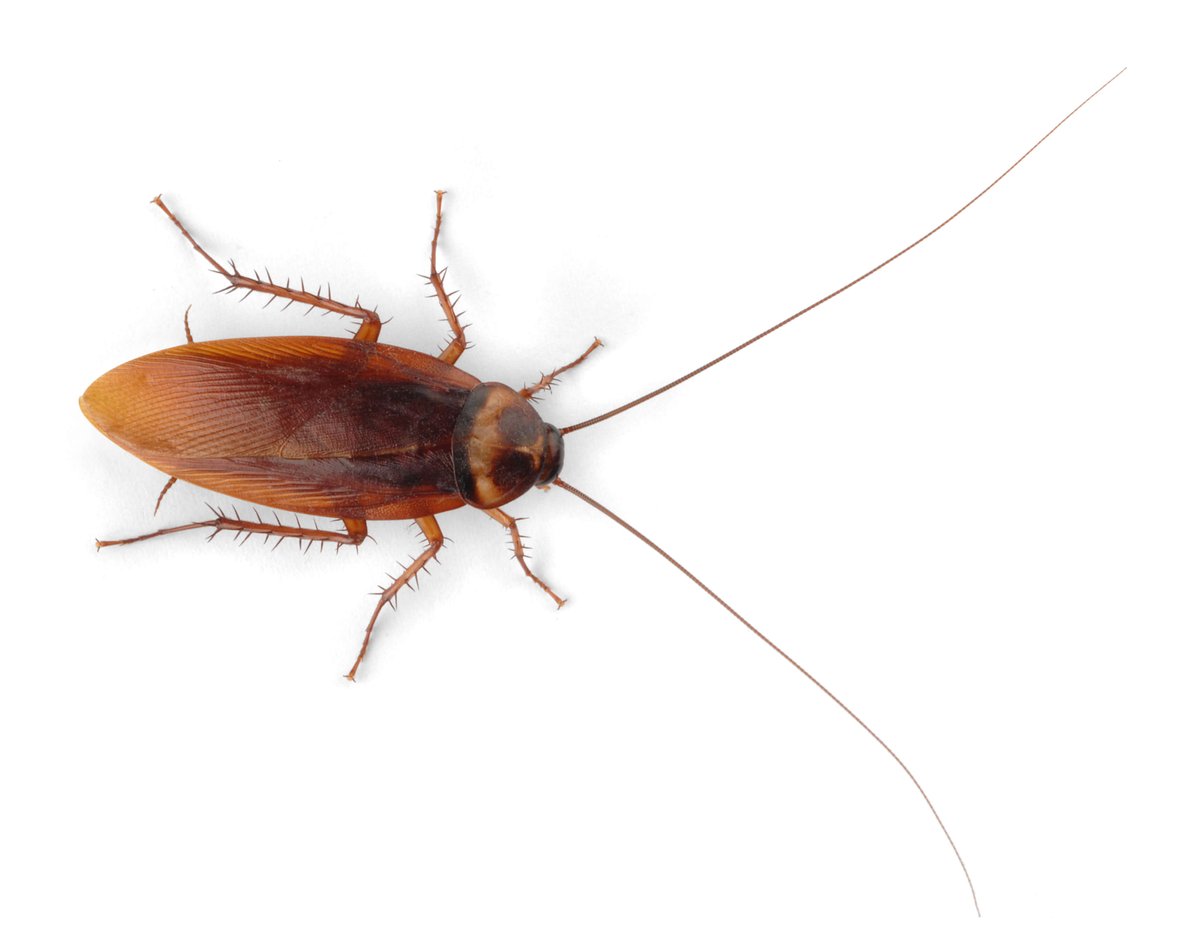 ransfordpest's tweet photo. Did you know that pet owners may have special problems when it comes to #cockroaches? Find out what they are now. https://t.co/xrmOlO0chc  #roaches #pestcontrol #shrewsbury https://t.co/NK6vHitJLJ