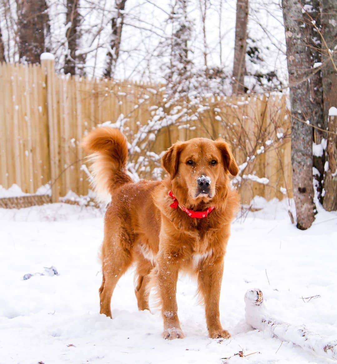 From @cmae_photography • • • • • • Lower Sackville, Nova Scotia We’re so excited for more snow ❄️ ⁣ ⁣ ⁣ ⁣ ⁣ ⁣ ⁣ ⁣ #dogs #hfxdogs #dogsofinstagram #snow #halifax #novascotia #halifaxphotographer #dogphotography #goldensofinstagram #goldenretriever #boop #goodboy